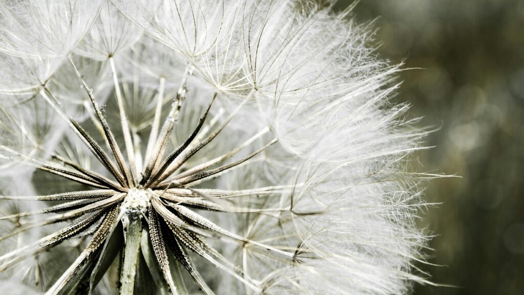 A detailed close-up of dandelion seeds with a fluffy texture, perfect for nature and flora enthusiasts.